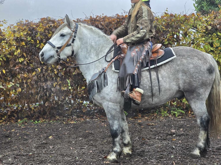 Autres races Hongre 4 Ans 155 cm Gris pommelé in Linkenbach