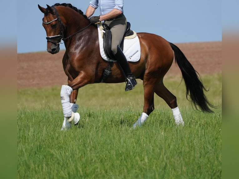 Autres races Hongre 4 Ans 157 cm Bai in Nettersheim