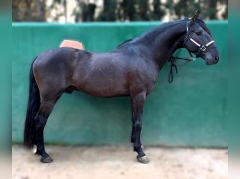 Autres races Croisé Hongre 4 Ans 158 cm Noir in Gijon