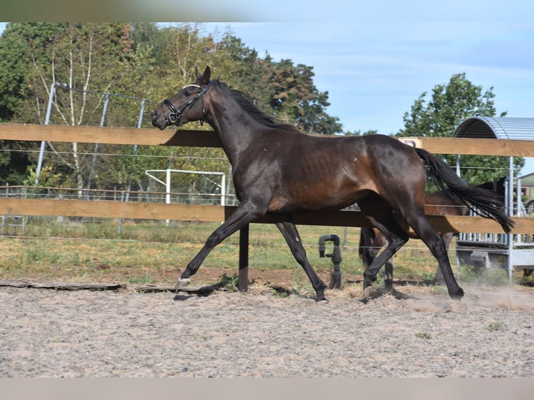 Autres races Hongre 4 Ans 158 cm Noir in Achtmaal