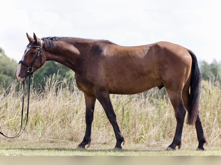 Autres races Croisé Hongre 4 Ans 160 cm Bai brun in Braunschweig