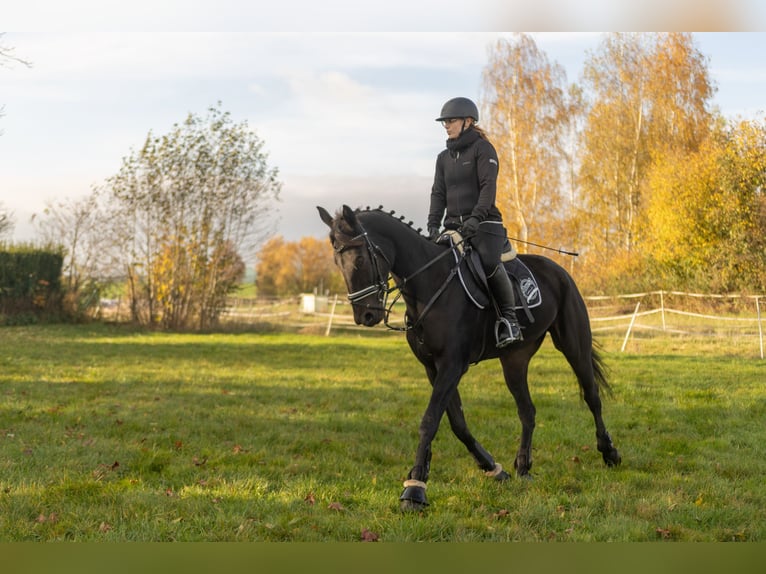 Autres races Hongre 4 Ans 160 cm Bai brun foncé in Bayreuth