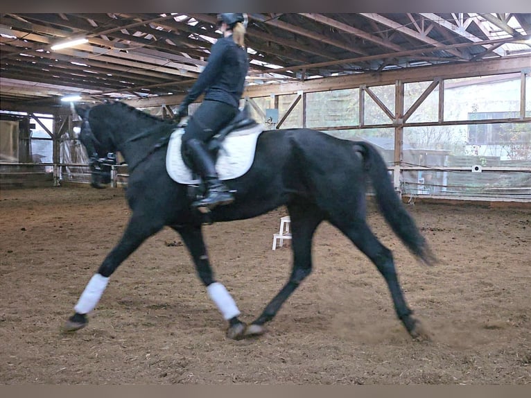 Autres races Hongre 4 Ans 160 cm Bai brun foncé in Bayreuth