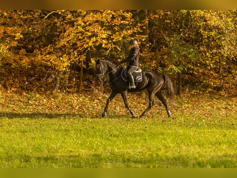 Autres races Hongre 4 Ans 160 cm Bai brun foncé in Bayreuth