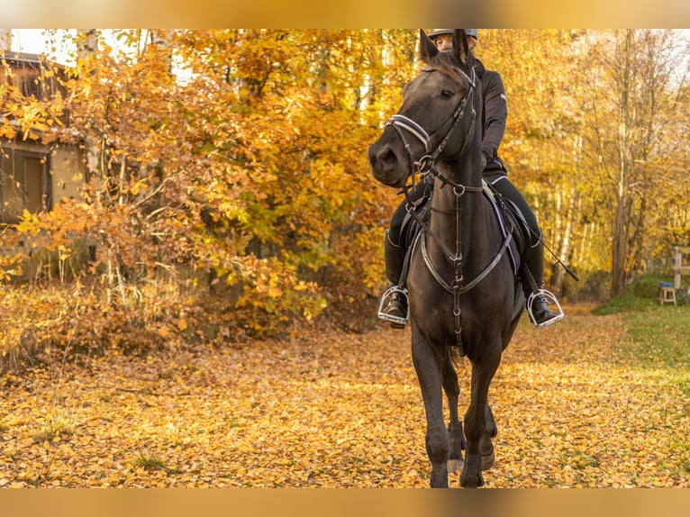 Autres races Hongre 4 Ans 160 cm Bai brun foncé in Bayreuth