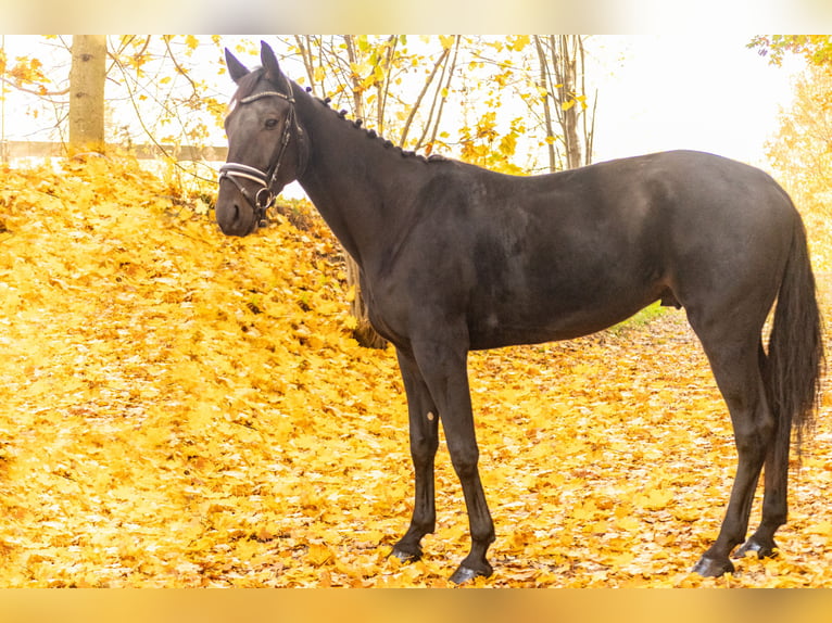 Autres races Hongre 4 Ans 160 cm Bai brun foncé in Bayreuth