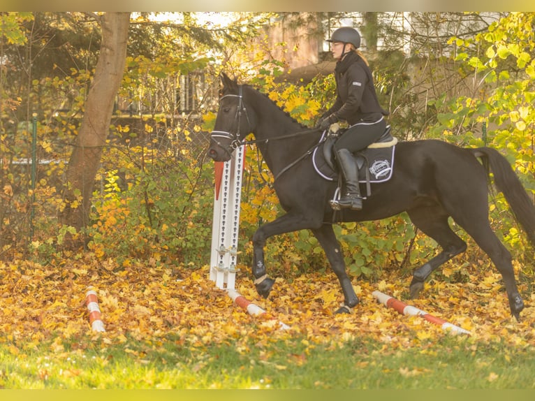 Autres races Hongre 4 Ans 160 cm Bai brun foncé in Bayreuth