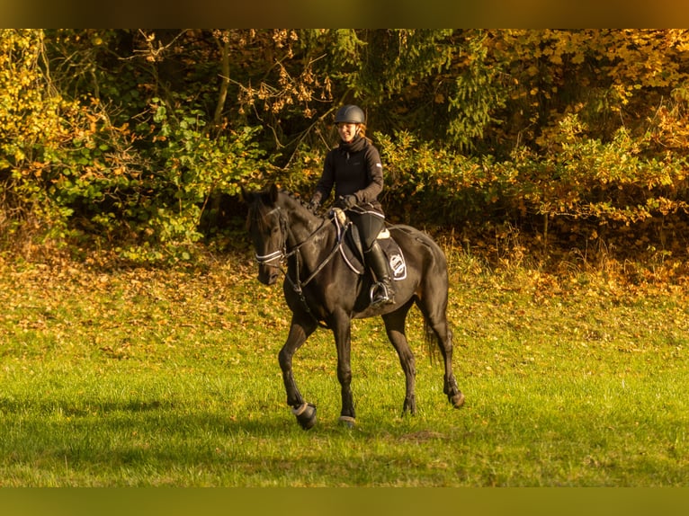 Autres races Hongre 4 Ans 160 cm Bai brun foncé in Bayreuth