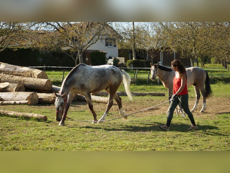 Autres races Hongre 4 Ans 160 cm  in Saint-Antoine-l'Abbaye