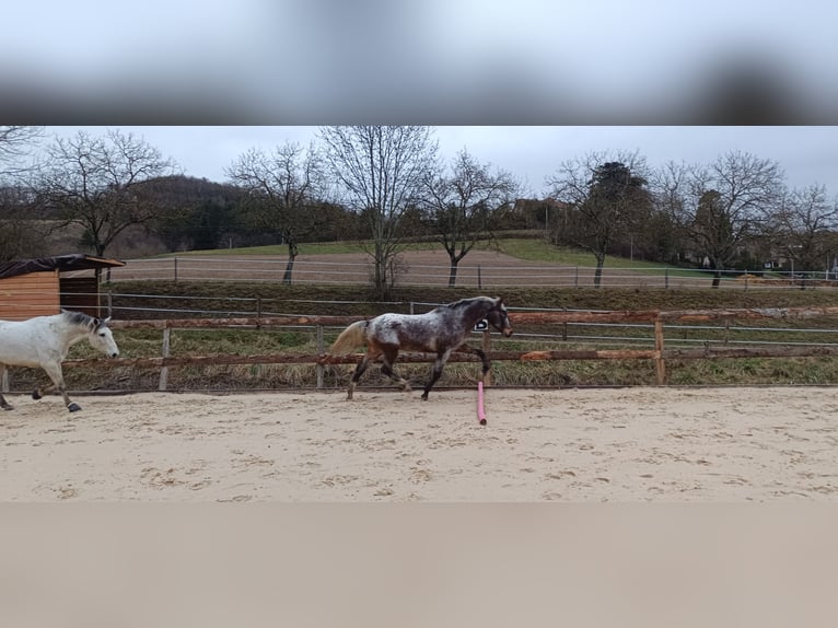 Autres races Hongre 4 Ans 160 cm  in Saint-Antoine-l'Abbaye