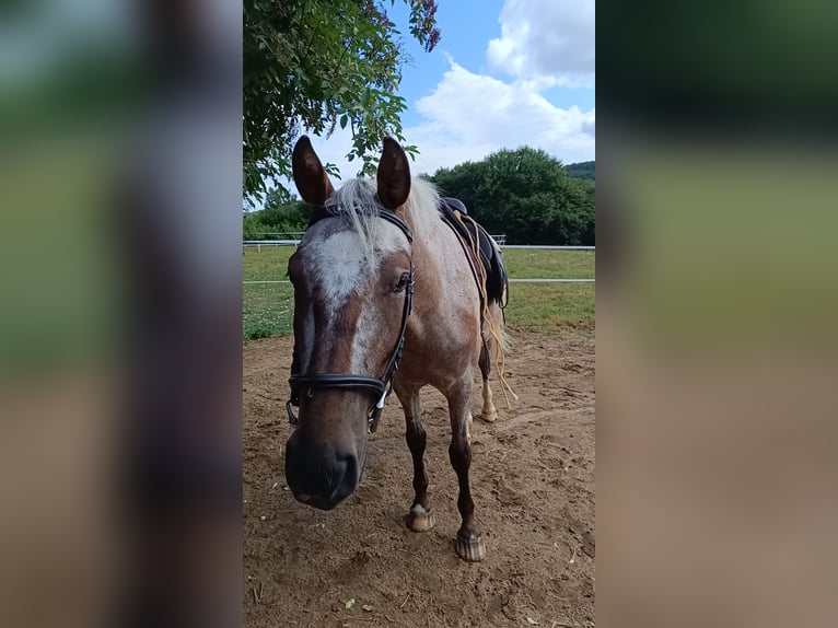 Autres races Hongre 4 Ans 160 cm  in Saint-Antoine-l'Abbaye