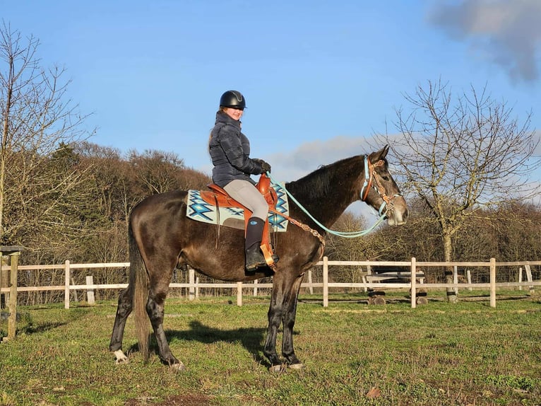 Autres races Hongre 4 Ans 160 cm Gris pommelé in Linkenbach