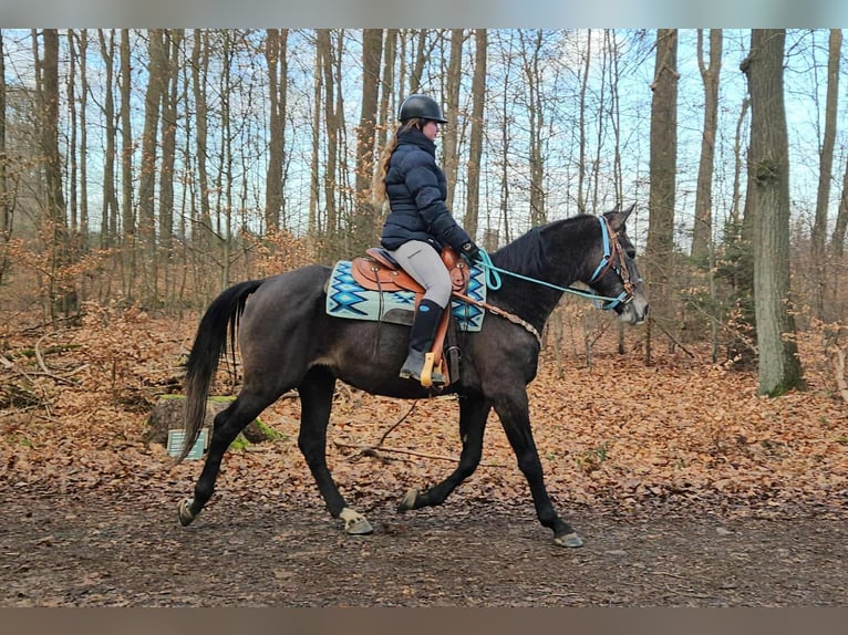 Autres races Hongre 4 Ans 160 cm Gris pommelé in Linkenbach