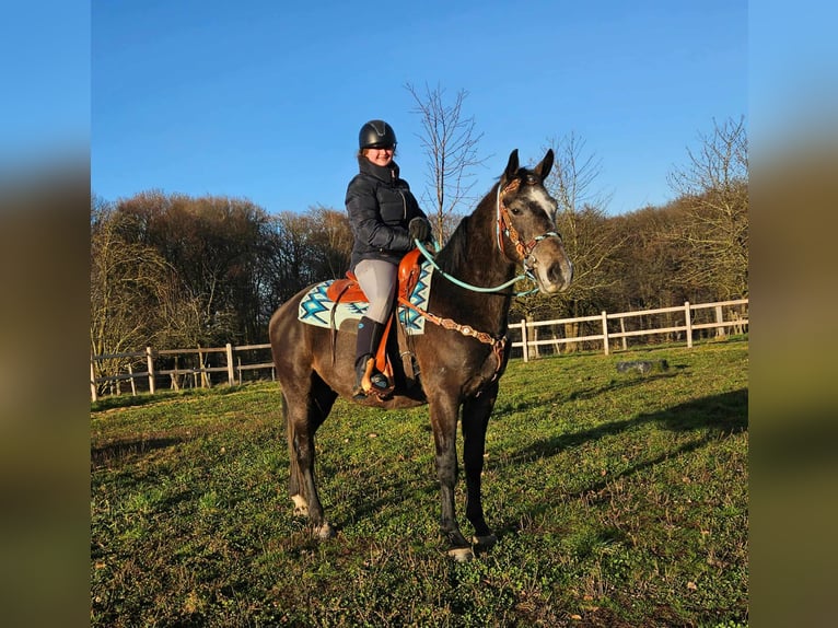 Autres races Hongre 4 Ans 160 cm Gris pommelé in Linkenbach