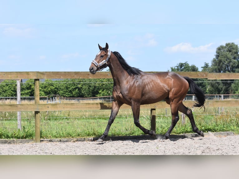 Autres races Hongre 4 Ans 162 cm Bai brun in Achtmaal