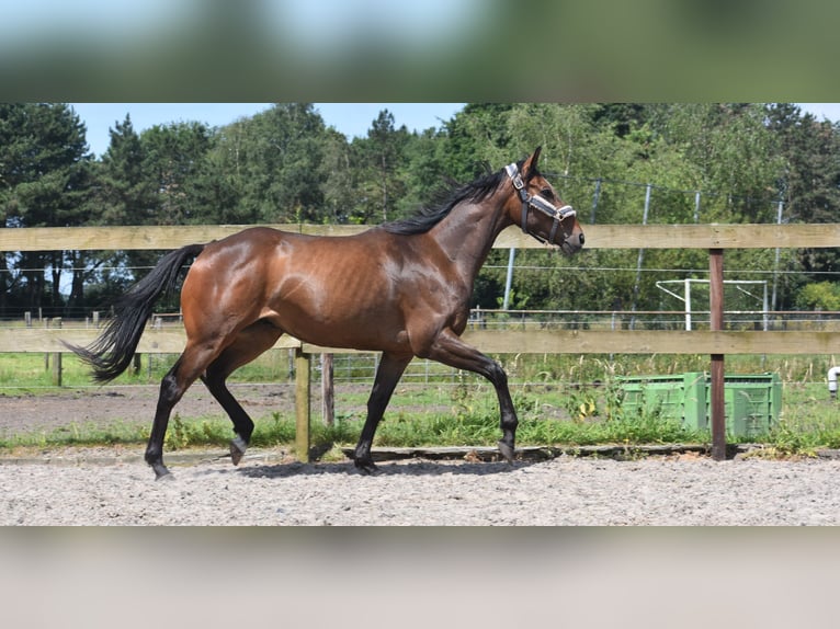 Autres races Hongre 4 Ans 163 cm Bai brun in Achtmaal