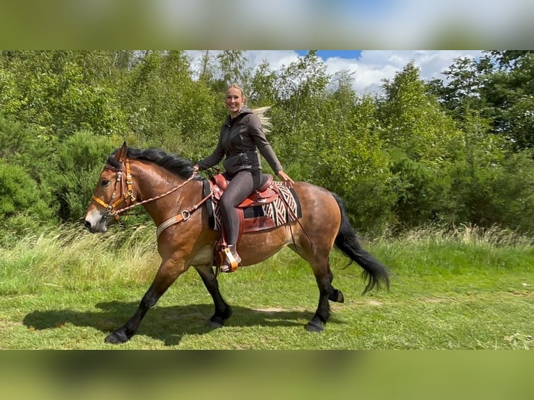 Autres races Hongre 4 Ans 163 cm Bai in Linkenbach