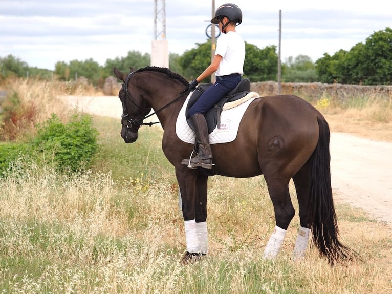 Autres races Hongre 4 Ans 163 cm Noir in NAVAS DEL MADRONO