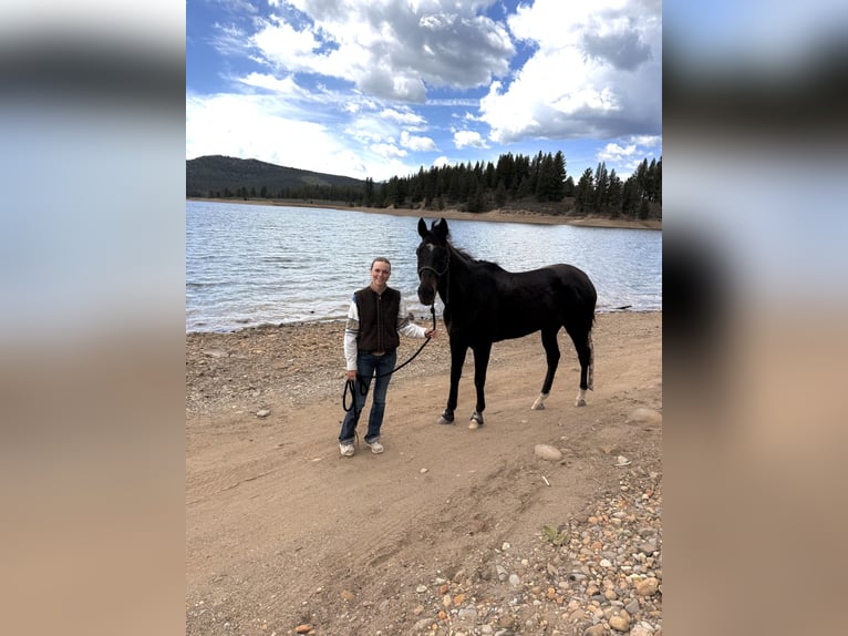 Autres races Hongre 4 Ans 163 cm Noir in Truckee