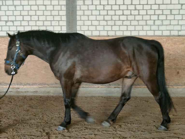 Autres races Croisé Hongre 4 Ans 164 cm Bai brun in Hamm