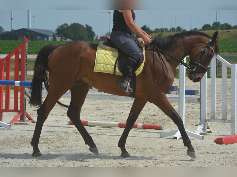 Autres races Hongre 4 Ans 164 cm Bai in Breda