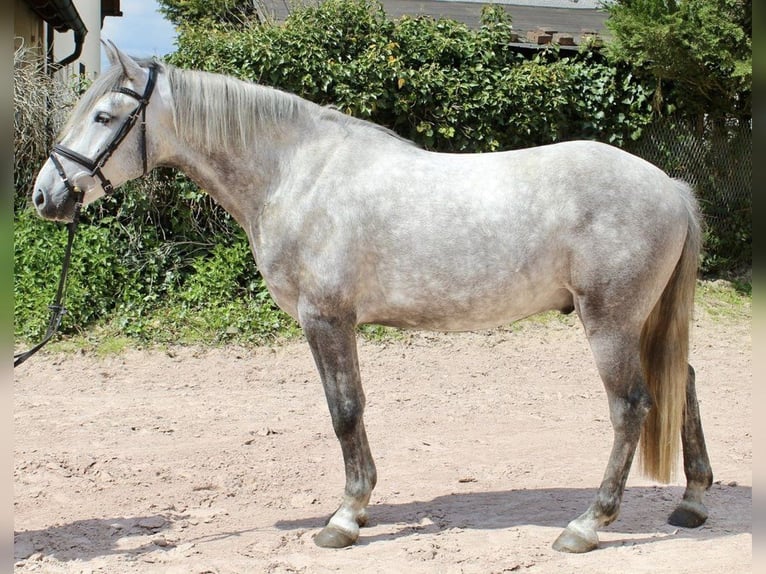 Autres races Hongre 4 Ans 164 cm Gris pommelé in Sonnefeld