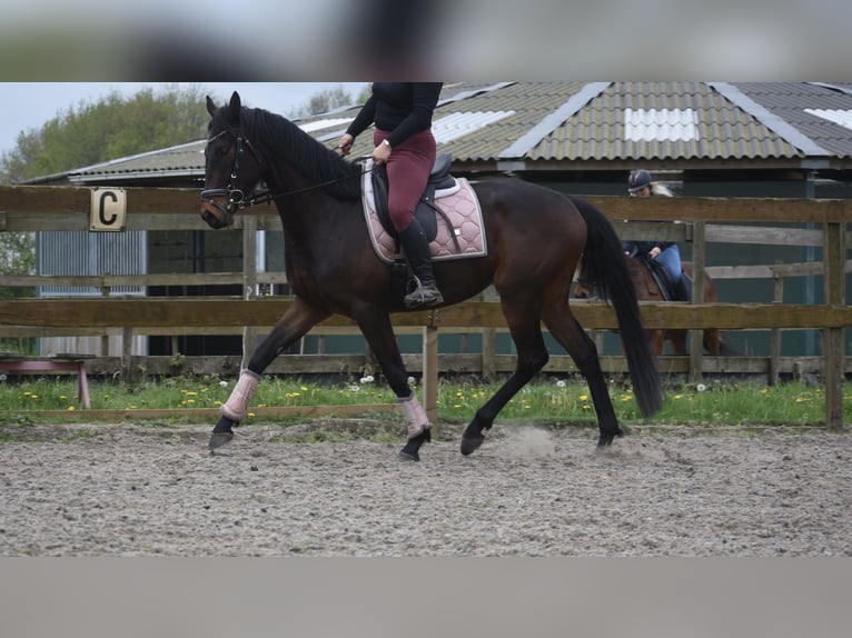 Autres races Hongre 4 Ans 165 cm Bai brun in Achtmaal