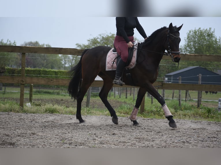 Autres races Hongre 4 Ans 165 cm Bai brun in Achtmaal