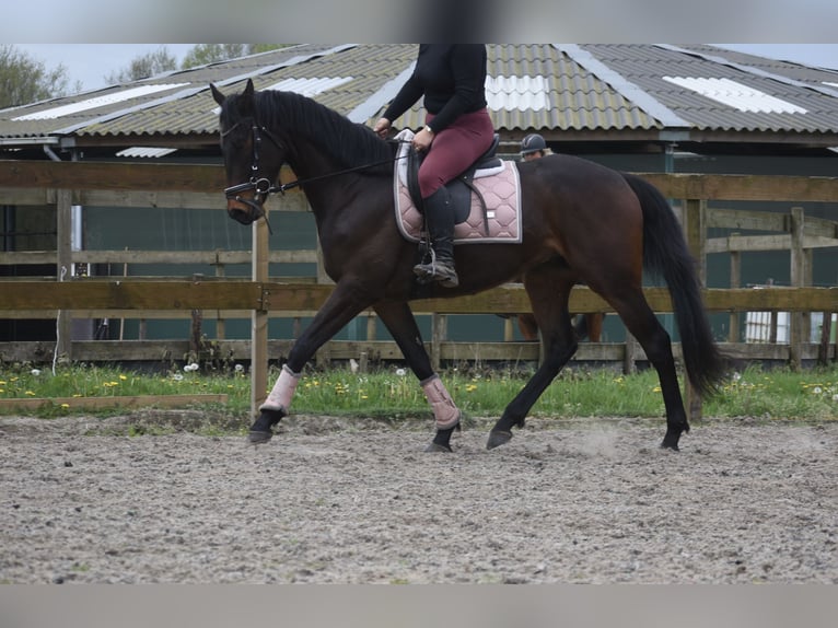 Autres races Hongre 4 Ans 165 cm Bai brun in Achtmaal