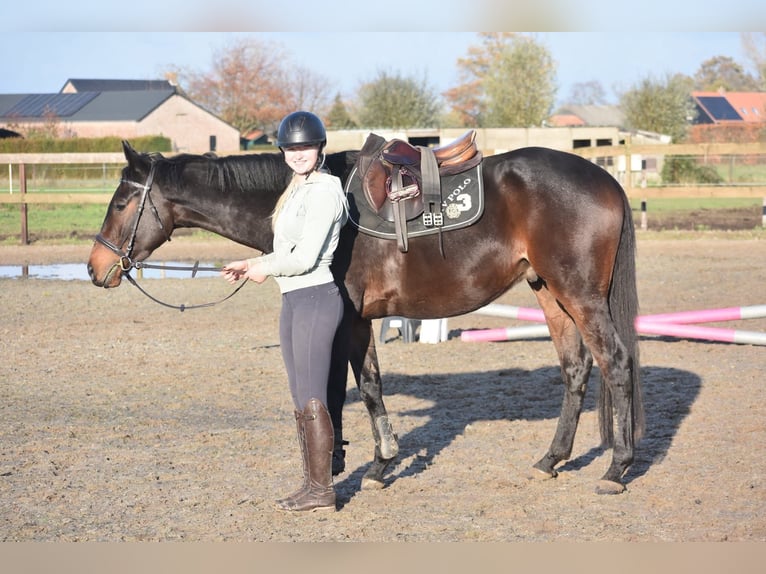 Autres races Hongre 4 Ans 165 cm Bai brun in Achtmaal