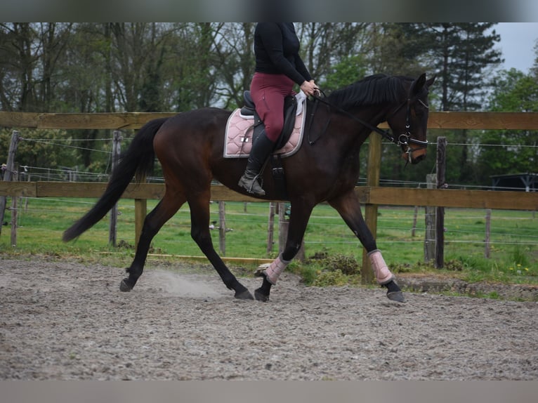 Autres races Hongre 4 Ans 165 cm Bai brun in Achtmaal