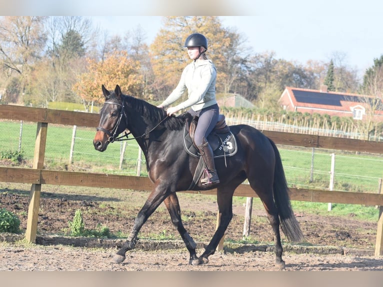 Autres races Hongre 4 Ans 165 cm Bai brun in Achtmaal