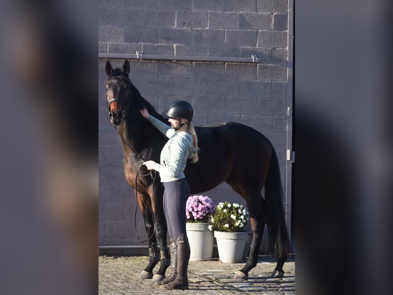 Autres races Hongre 4 Ans 165 cm Bai brun in Achtmaal