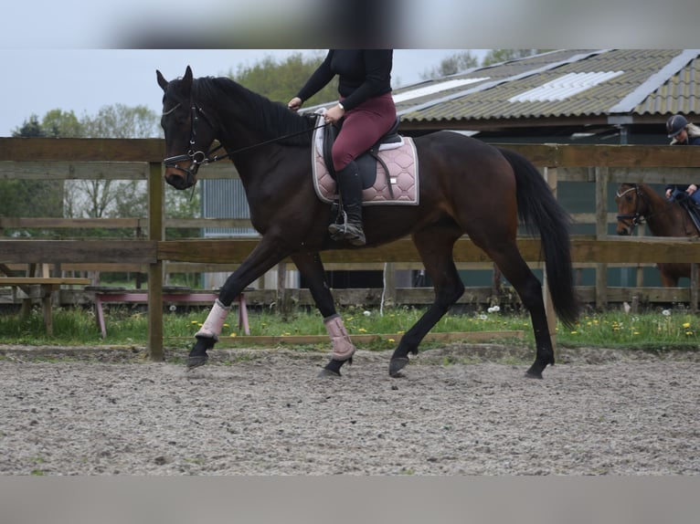 Autres races Hongre 4 Ans 165 cm Bai brun in Achtmaal