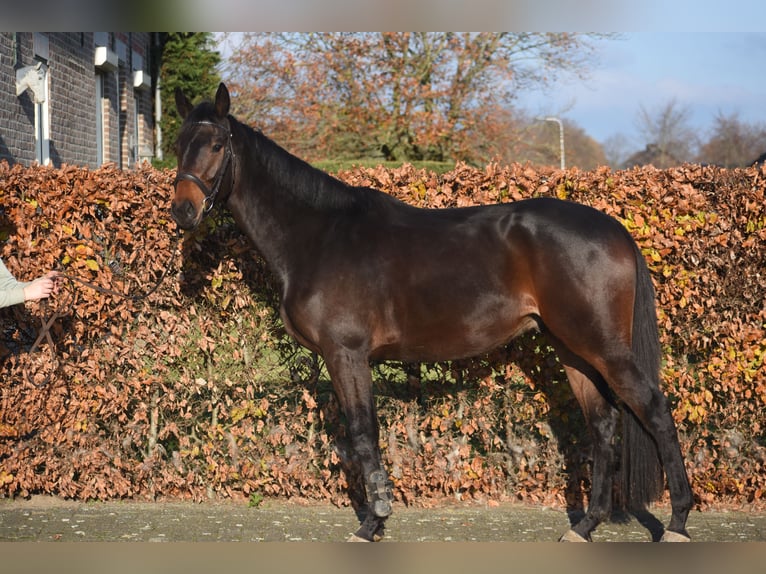 Autres races Hongre 4 Ans 165 cm Bai in Achtmaal