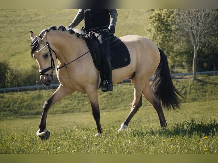 Autres races Hongre 4 Ans 165 cm Isabelle in Nettersheim