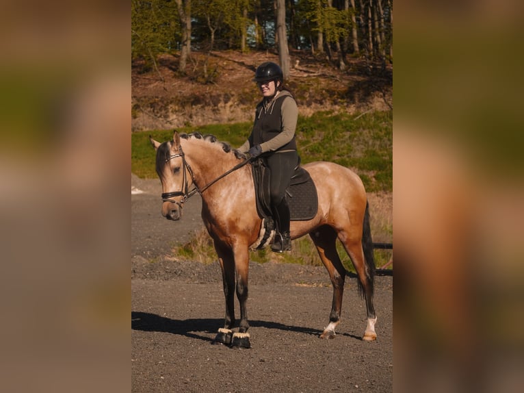 Autres races Hongre 4 Ans 165 cm Isabelle in Nettersheim