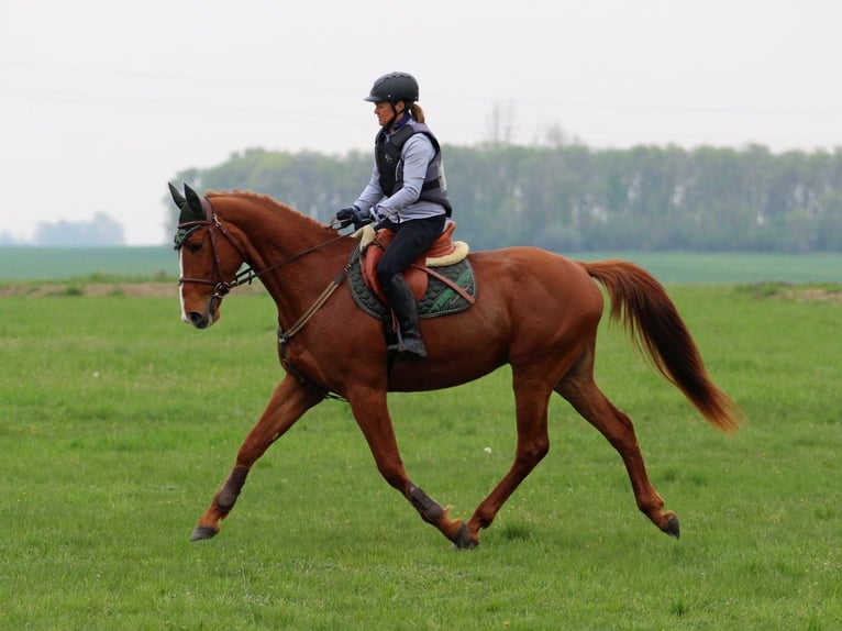 Autres races Hongre 4 Ans 168 cm Alezan in Pér