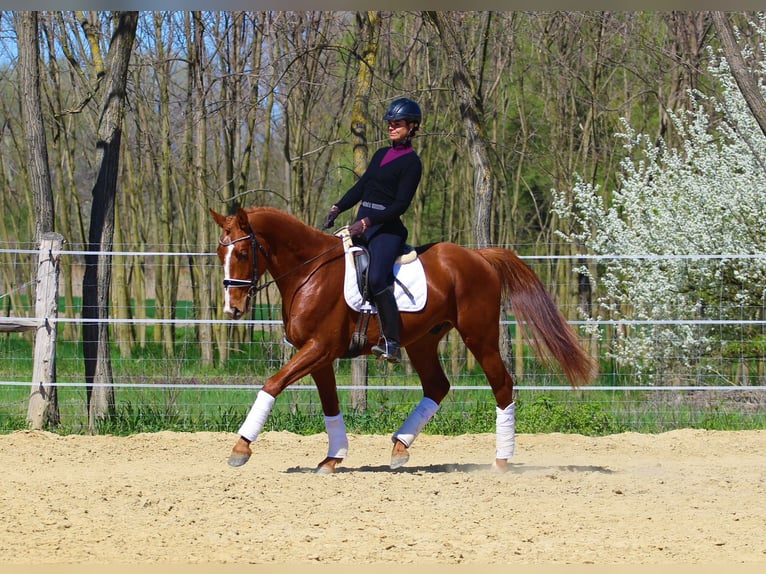 Autres races Hongre 4 Ans 168 cm Alezan in Pér