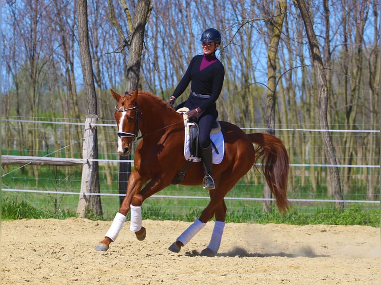 Autres races Hongre 4 Ans 168 cm Alezan in Pér