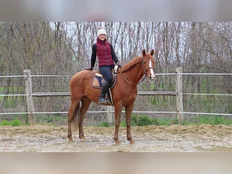 Autres races Hongre 4 Ans 168 cm Alezan in Pér