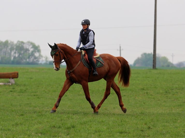 Autres races Hongre 4 Ans 168 cm Alezan in Pér