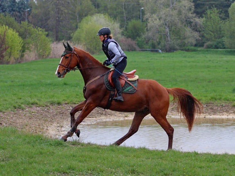 Autres races Hongre 4 Ans 168 cm Alezan in Pér
