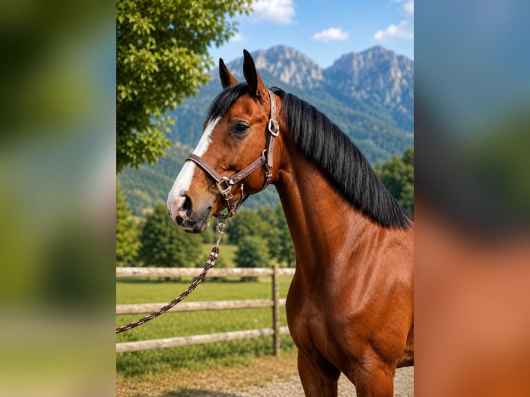Autres races Hongre 4 Ans 168 cm Bai in Savoie