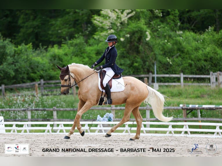 Autres races Hongre 4 Ans 170 cm Palomino in L&#xE9;dat