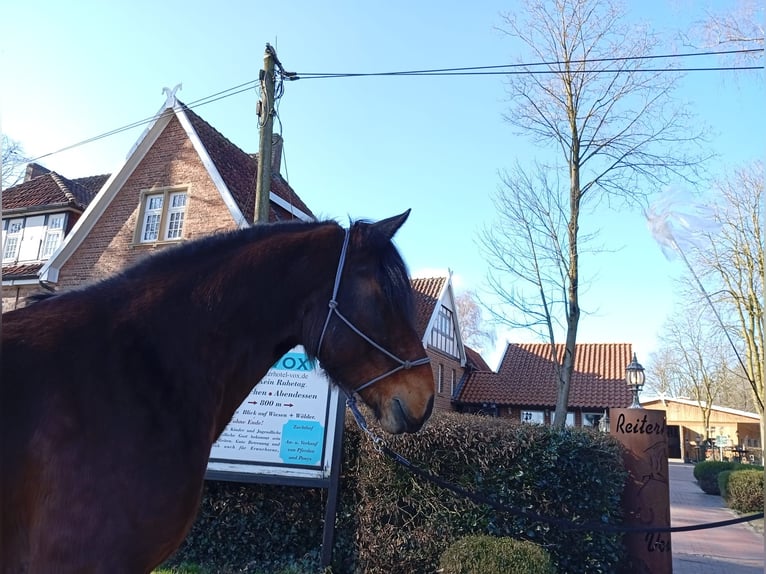 Autres races Hongre 4 Ans 173 cm Bai brun in Eggermühlen