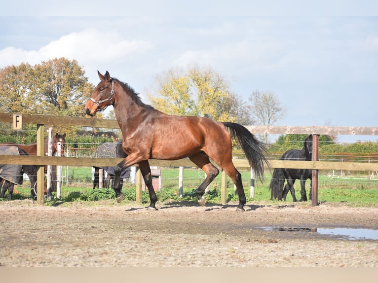 Autres races Hongre 4 Ans 175 cm Bai in Achtmaal