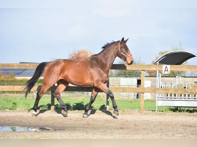 Autres races Hongre 4 Ans 175 cm Bai in Achtmaal