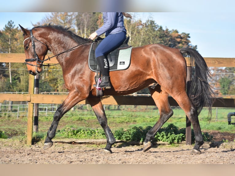 Autres races Hongre 4 Ans 175 cm Bai in Achtmaal
