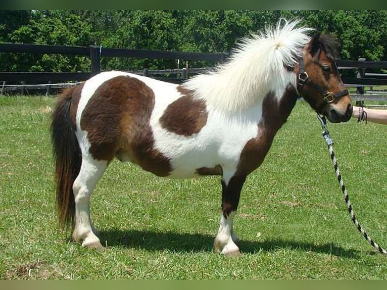 Autres races Hongre 4 Ans 84 cm Pinto in Lexington